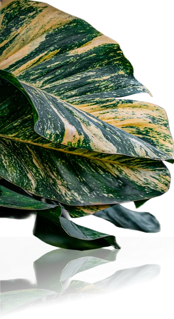 planta Hoja en las estacas