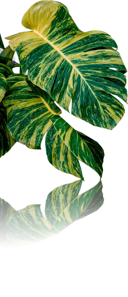 fvs hoja en las estacas