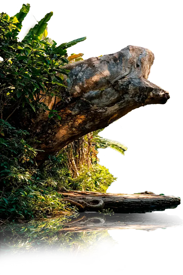 UN-MILAGRO-DE-LA-NATURALEZA Roca en las estacas